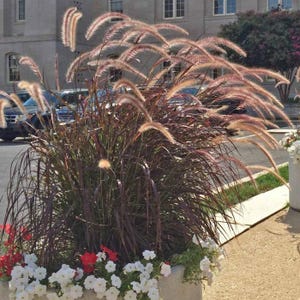 Purple Fountain Grass, 3 Gallon Grow Pot, Pennisetum x advena &#39;Rubrum&#39;, live plant
