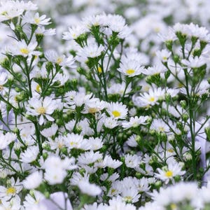 White Heath Aster, Live Plant
