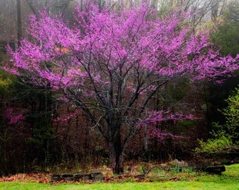 Forest Pansy Redbud, 4'-5' tall, 4 gallon grow pot