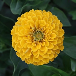 Benary's Giant Zinnia 'Golden Yellow', Live plant, 4" pot