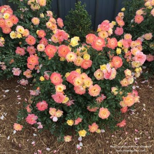 OSO EASY® Italian Ice® Landscape Rose, Proven Winners, Live plant, 2 Gallon Grow Pot