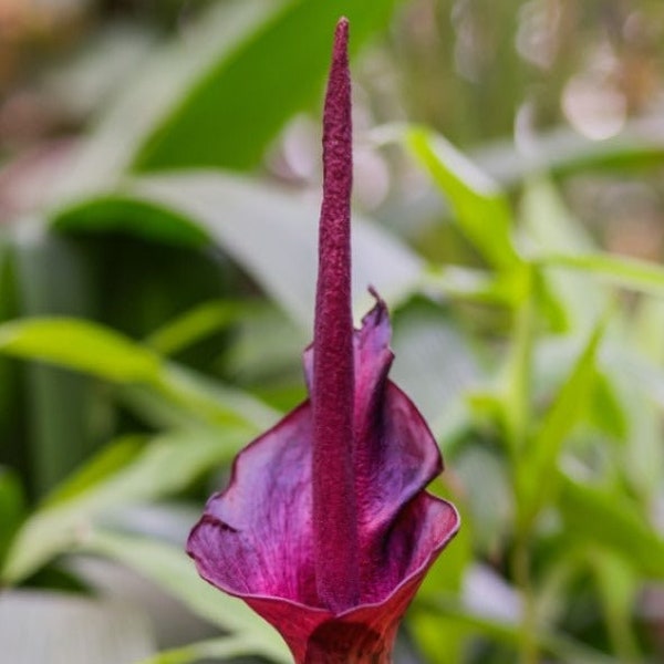 Amorphophallus Konjac, Voodoo Lily, Bulb