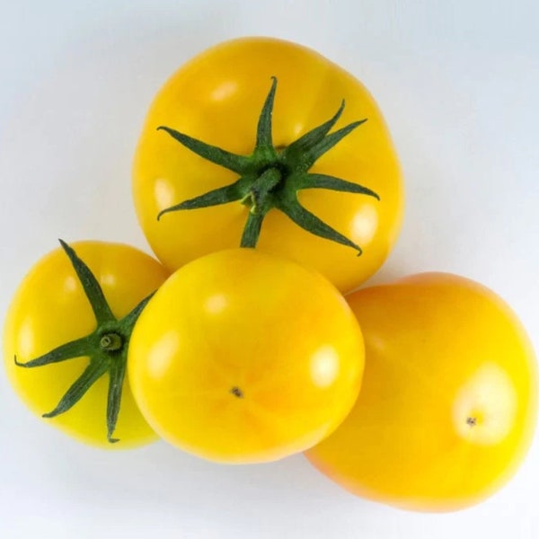 Tomato Plants Live Etsy