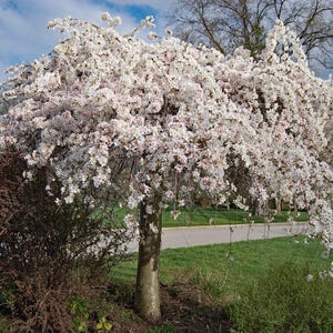 Snow Fountains® Weeping Cherry Tree, Approximately 4&#39;-5&#39; tall, 3 Gallon Grow Pot