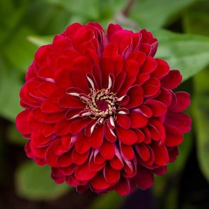 May include: A close-up of a vibrant red zinnia flower in full bloom. The flower has multiple layers of velvety petals, with a darker center and white accents. Green foliage provides a soft background.
