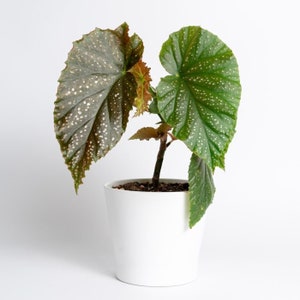 Angel Wing Begonia, Live Plant,  Begonia x corallina, 6" Grow Pot