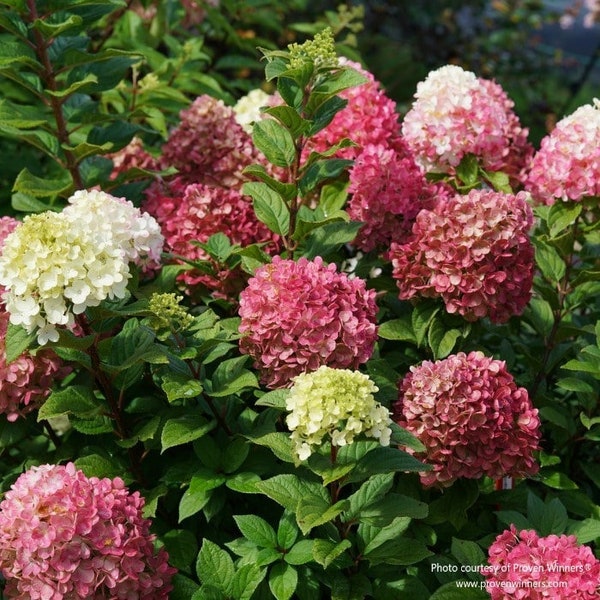 Little Lime Punch™ Panicle Hydrangea, Proven Winners, Live Plant