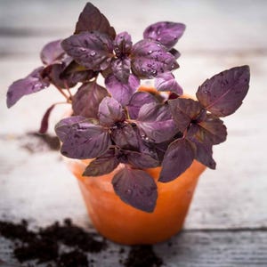 Basil 'Amethyst', Live Plant, 4" Pot