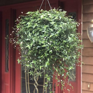 May include: A hanging basket overflowing with lush green foliage and tiny white flowers. The plant is suspended by a wire hanger, creating a natural, decorative element. The background features a red door and a warm, inviting exterior.