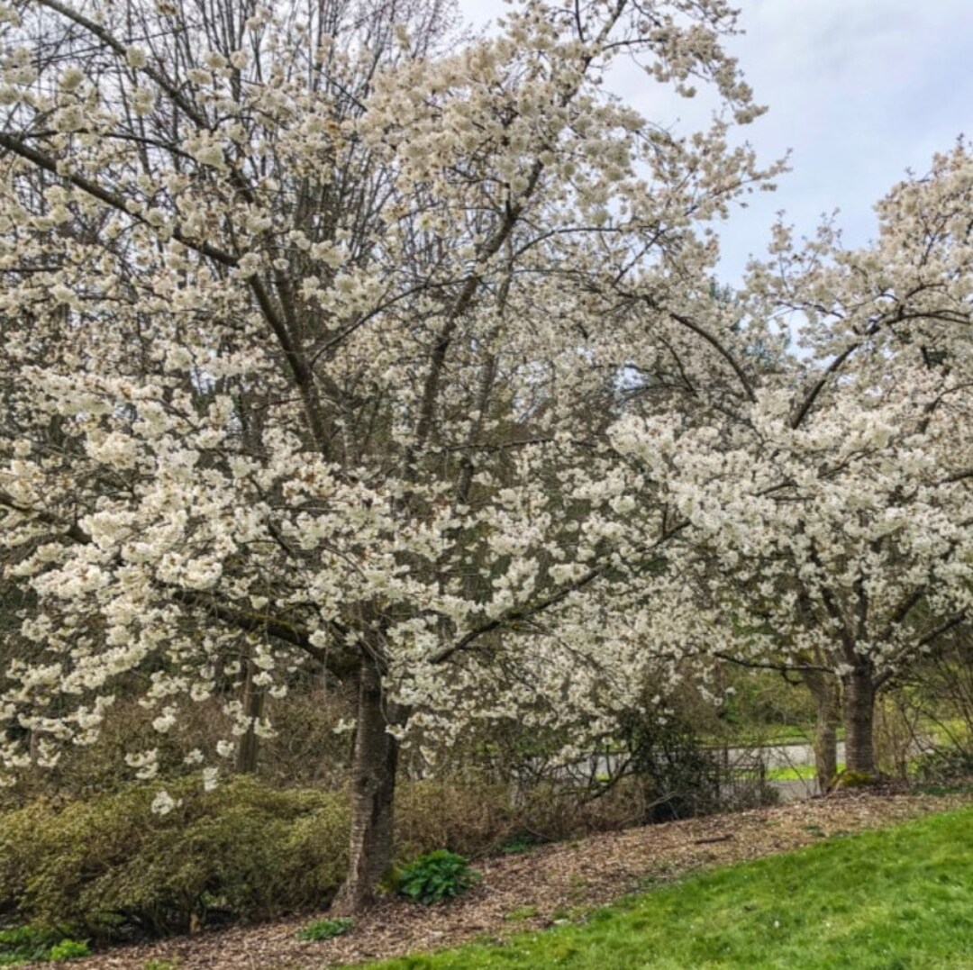 Yoshino Flowering Cherry Tree, 4'5' Tall, 3 Gallon Grow Pot Etsy