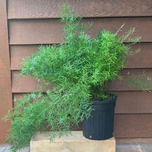 Asparagus Fern 'Sprengeri', Live Plant
