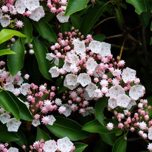 Dwarf Mountain Laurel Elf, Live Plant, 3 Gallon Pot