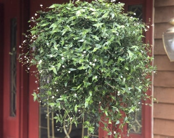 Tahitian Bridal Veil, Live Plant, 8" Hanging Basket