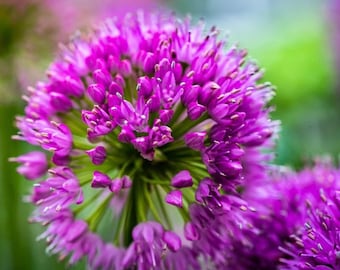 Planta viva de Allium 'Millenium', maceta de 2 galones