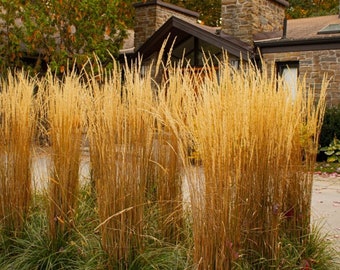 Feather Reed Grass 'Karl Foerster', 1 gallon pot, Live plant