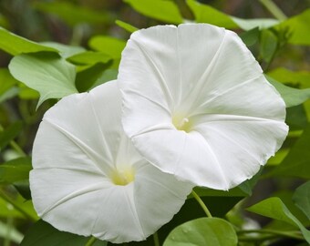 Moonflower Vine, Live Plant, Ipomoea alba, 4" pot