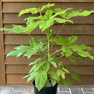 Schefflera Amate Soleil, Live Plant, 2 Gallon Grow Pot