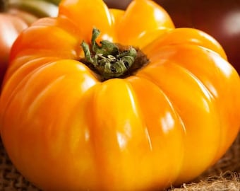 Tomate piña, planta viva, maceta de 4"