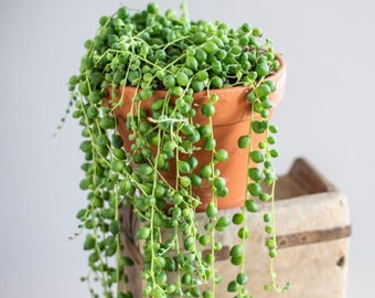 String of Pearls, live plant, 4" pot