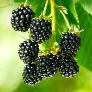 Thornless Blackberry, Rubus &#39;Ouachita&#39;, Live Plant, 2 Gallon Grow Pot