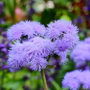 Ageratum Flower Live Plant, Blue Horizon - Annual Flossflower, 4" Grow Pot