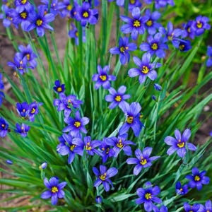 Blue Eyed Grass Lucerne, Live Plant