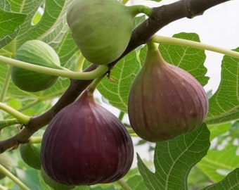 Chicago Hardy Fig Tree, Live plant, Fruit Tree