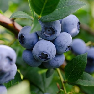 Blueberry &#39;Sweetheart&#39;, Live Plant