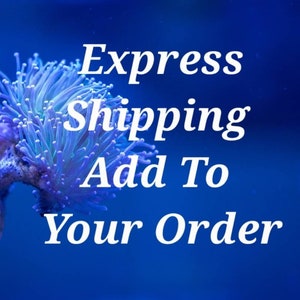 Add To Order Express Shipping And I Will Ship Your Order Priority Mail