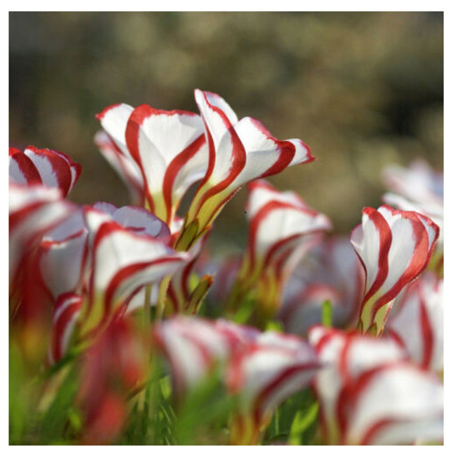 5x Candy Cane Sorrel Oxalis Versicolor Seeds Garden Flowers Etsy
