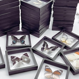 Buy Butterfly Frames Png Online In India -  India