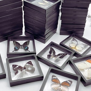 Buy Butterfly Frames Png Online In India -  India