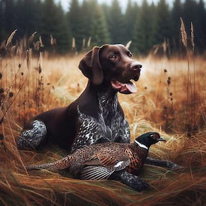 Peut inclure: Un chien de race Braque allemand, marron et blanc, est allongé dans l'herbe avec un faisan. Le chien a un pelage brun foncé avec des marques blanches. Le faisan a des plumes marron, noires et blanches.