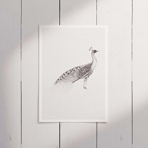 Peacock Drawing 3 · Fine-liner Art · A5 · Black & White · Art Print · Wall Art · 6x8 inch · Sketch · Collection · Bird Art · Illustration