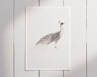 Posing Peacock 3 / Fine-liner Drawing / A5 / Black & White / Art Print / Wall Art /
