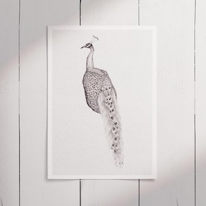 Peacock Drawing 2 · Fine-liner Art · A5 · Black & White · Art Print · Wall Art · 6x8 inch · Sketch · Collection · Bird Art · Illustration