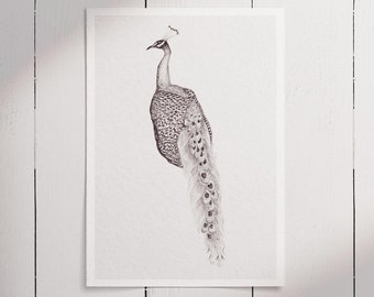 Posing Peacock 2 / Fine-liner Drawing / A5 / Black & White / Art Print / Wall Art /