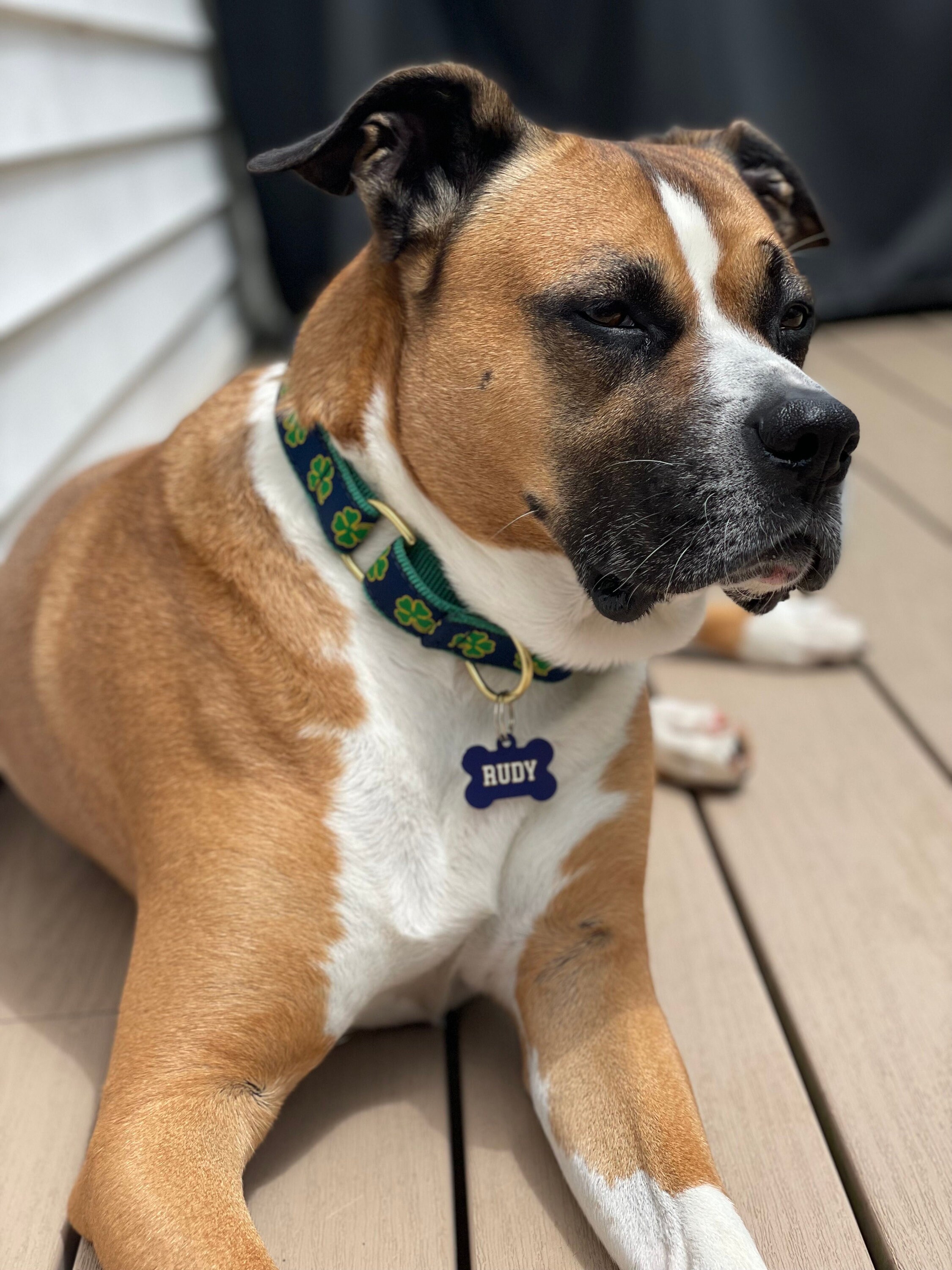 Notre dame dog tag discount