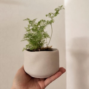 May include: A small, pale ceramic pot contains a vibrant green plant with delicate, feathery leaves. The pot is round and smooth, and the plant is centred, creating a minimalist aesthetic. The plant is held in a hand.