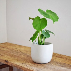 Minimalist Planter, Houseplant Decor, Handmade Concrete Planter, Neutral Planter, 6'' Plant pot, Nordic Planter, Japandi Planter, Indoor Pot image 3