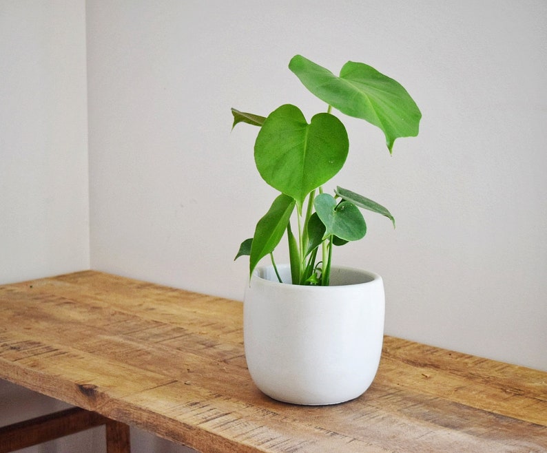 Minimalist Planter, Houseplant Decor, Handmade Concrete Planter, Neutral Planter, 6'' Plant pot, Nordic Planter, Japandi Planter, Indoor Pot image 3