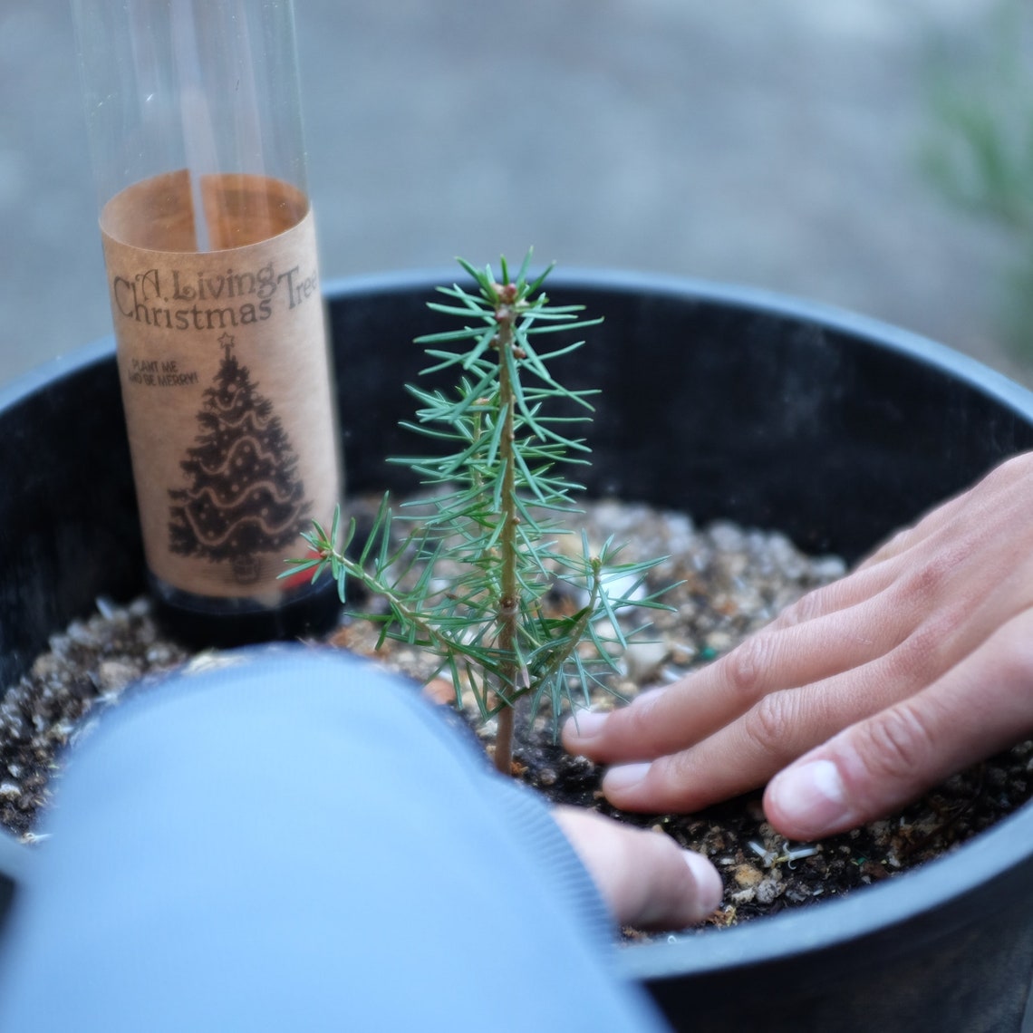 Grow your own Christmas Tree Kit Tree starter DIY kit Family Etsy