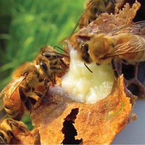 Bee Pollen and Royal Jelly Gift Set | 100% Natural Superfoods from the Hive | Perfect Wellness Gift | Raw | Bundle & Save |Made Quality 2025