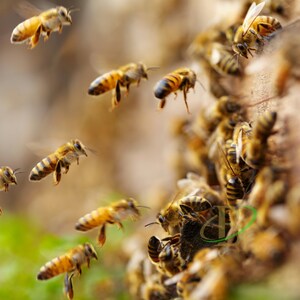 Bienenbrot 2023 NEUE SAISON natürliches Bienenprodukt / Proteinreiches Superfood mit Vitaminen / 100% natürlich, frisch und organisch / Food for Gods Bild 6