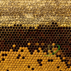 Bienenbrot 2023 NEUE SAISON natürliches Bienenprodukt / Proteinreiches Superfood mit Vitaminen / 100% natürlich, frisch und organisch / Food for Gods Bild 5