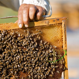 Bienenbrot 2023 NEUE SAISON natürliches Bienenprodukt / Proteinreiches Superfood mit Vitaminen / 100% natürlich, frisch und organisch / Food for Gods / Ambrosia Bild 6