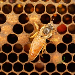 Bienenbrot 2023 NEUE SAISON natürliches Bienenprodukt / Proteinreiches Superfood mit Vitaminen / 100% natürlich, frisch und organisch / Food for Gods / Ambrosia Bild 4