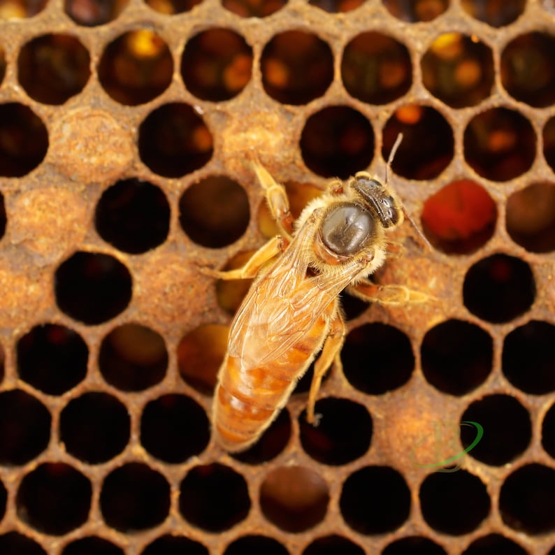 Bienenbrot 2023 NEUE SAISON natürliches Bienenprodukt / Proteinreiches Superfood mit Vitaminen / 100% natürlich, frisch und organisch / Food for Gods / Ambrosia Bild 4