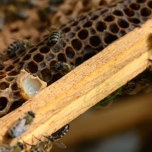 Bienenbrot 2023 NEUE SAISON natürliches Bienenprodukt / Proteinreiches Superfood mit Vitaminen / 100% natürlich, frisch und organisch / Food for Gods Bild 7