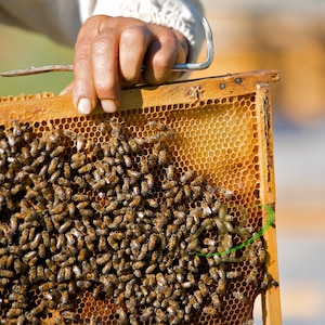 Bienenbrot 2023 NEUE SAISON natürliches Bienenprodukt / Proteinreiches Superfood mit Vitaminen / 100% natürlich, frisch und organisch / Food for Gods Bild 8